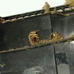 El amor de las cucarachas por la PlayStation 4